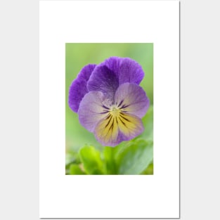 Pansy Viola  Photo with artistic filter applied Posters and Art